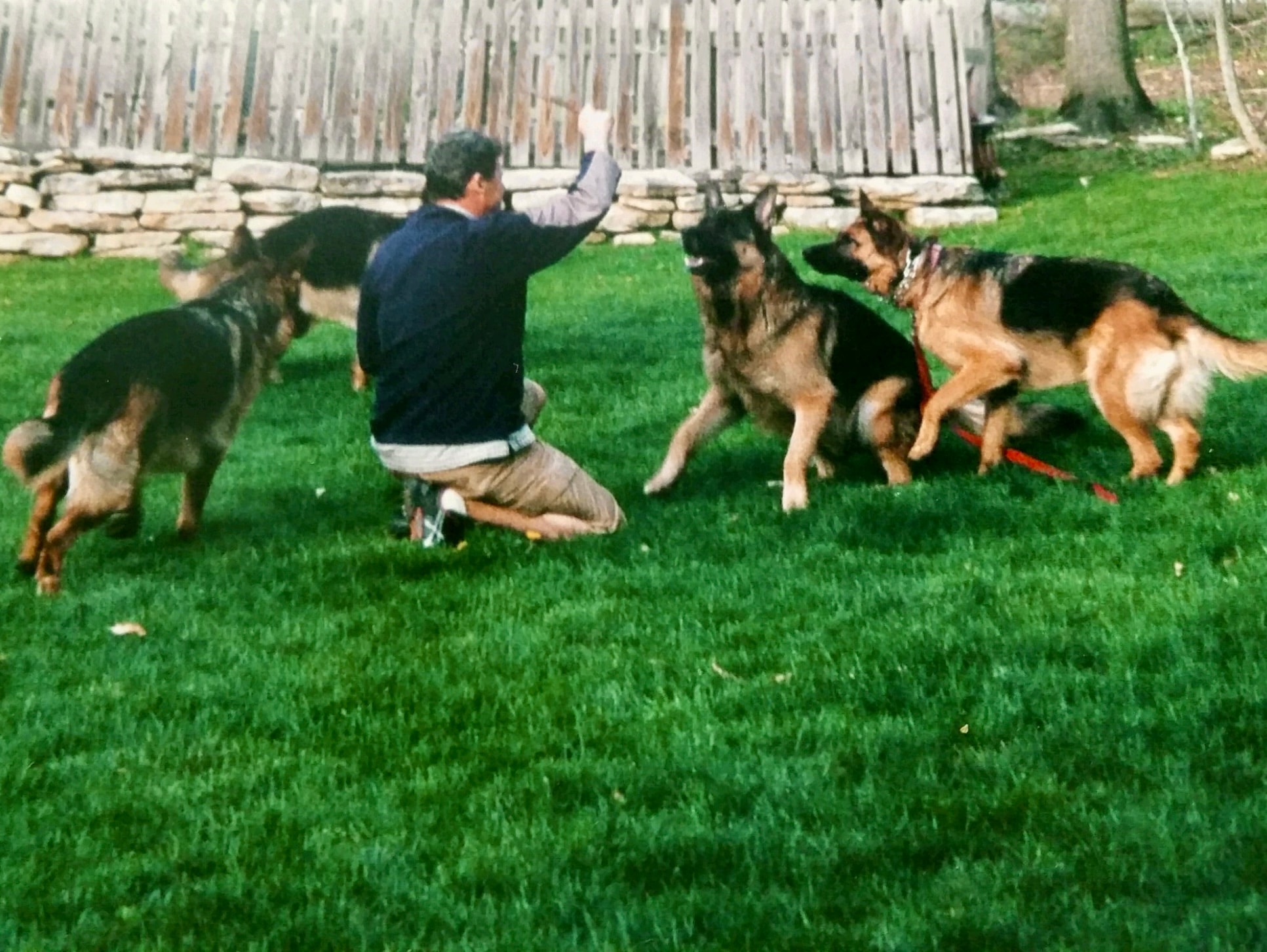 Well-trained obedient dog